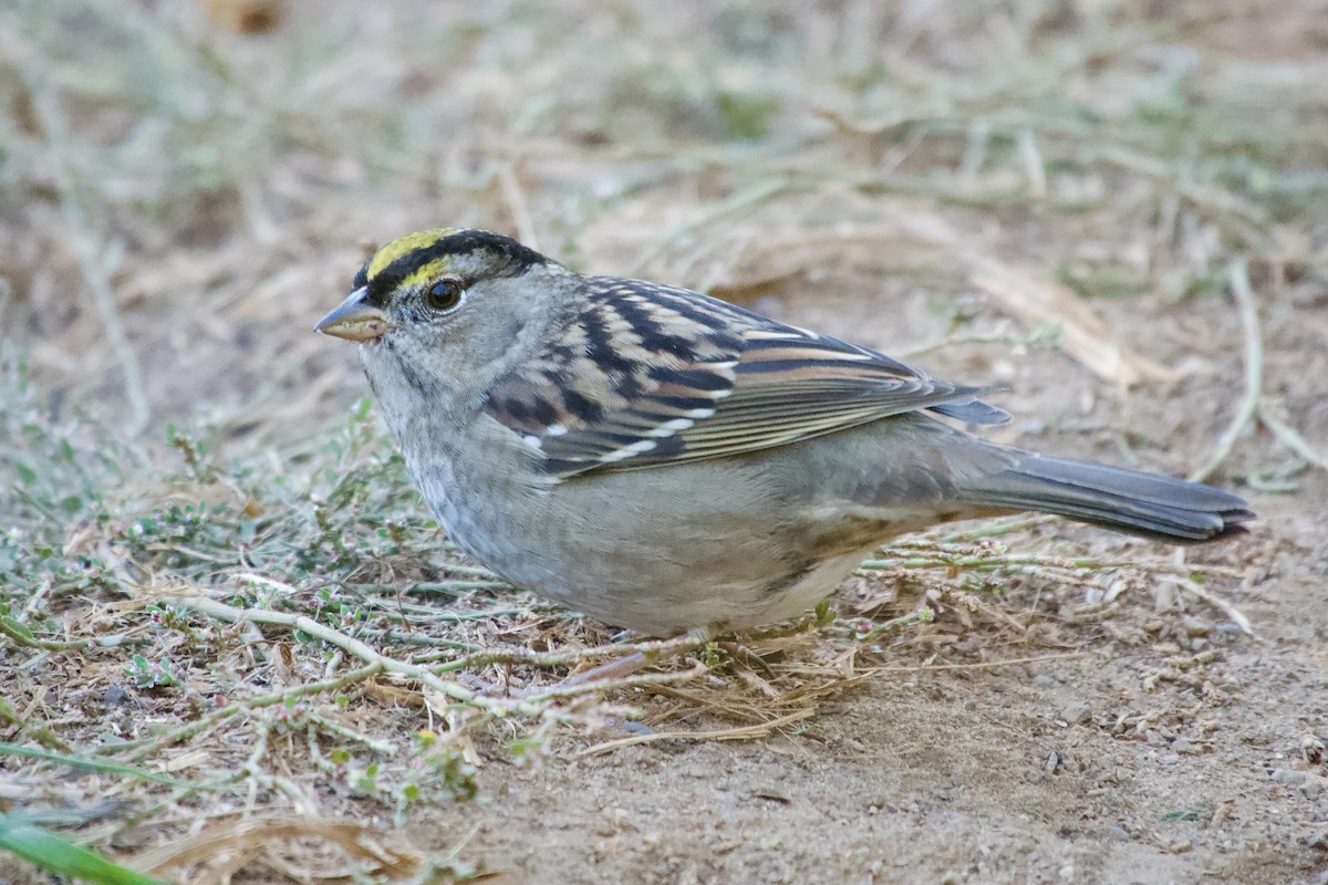 Golden-crowned Sparrow - ML626081352