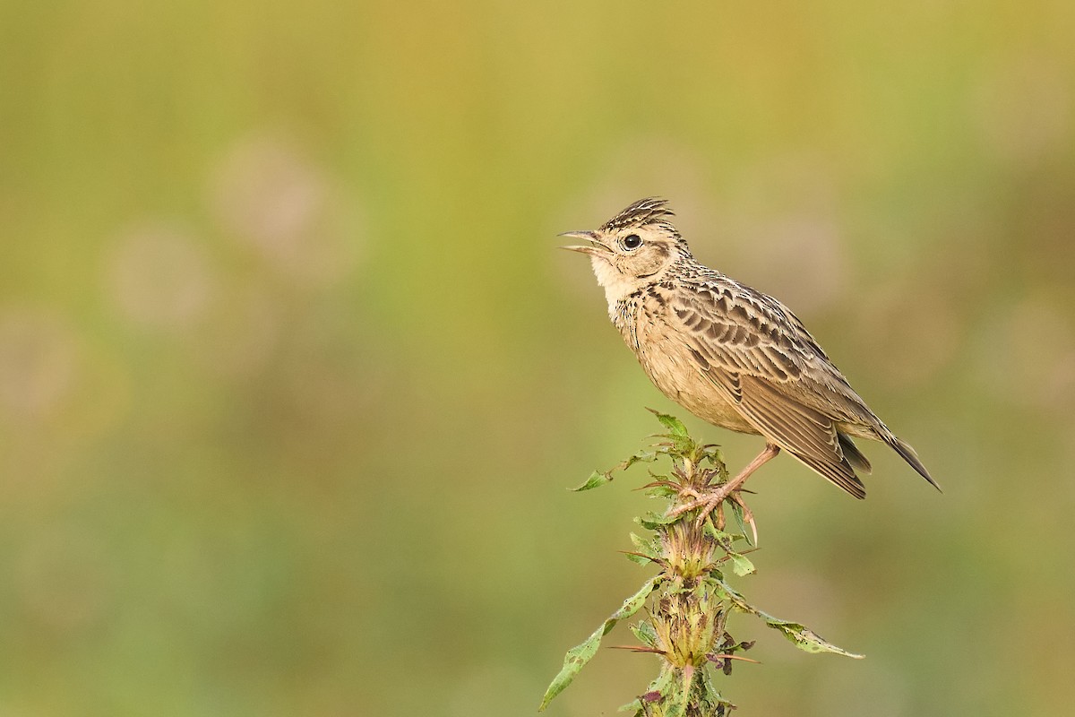 Oriental Skylark - ML626081402