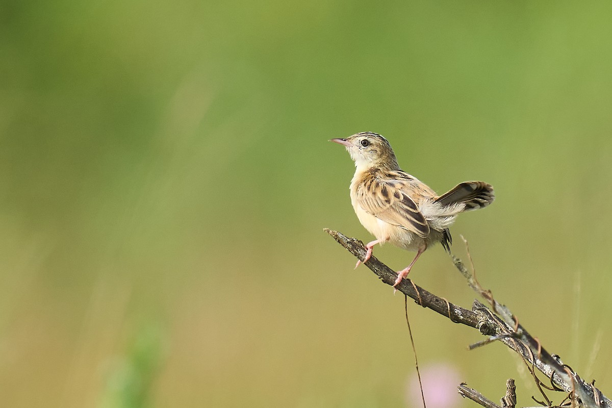 Zitting Cisticola - ML626081430