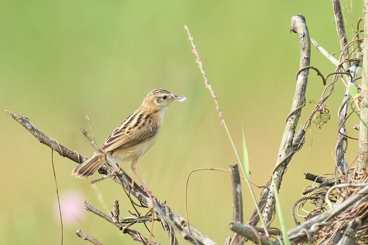 Zitting Cisticola - ML626081431