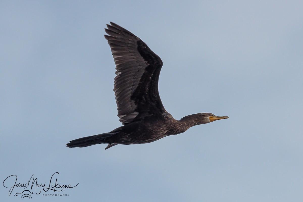 Neotropic Cormorant - ML626081449