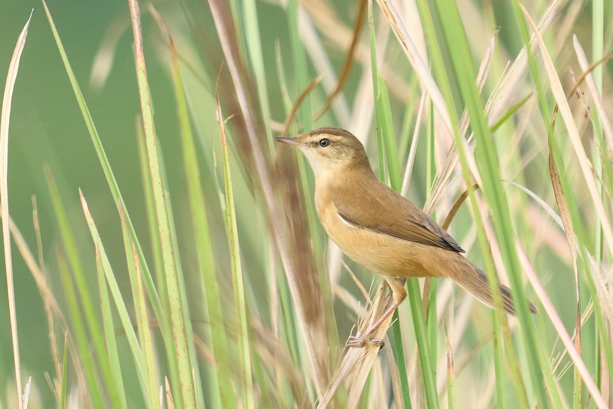 Paddyfield Warbler - ML626081465