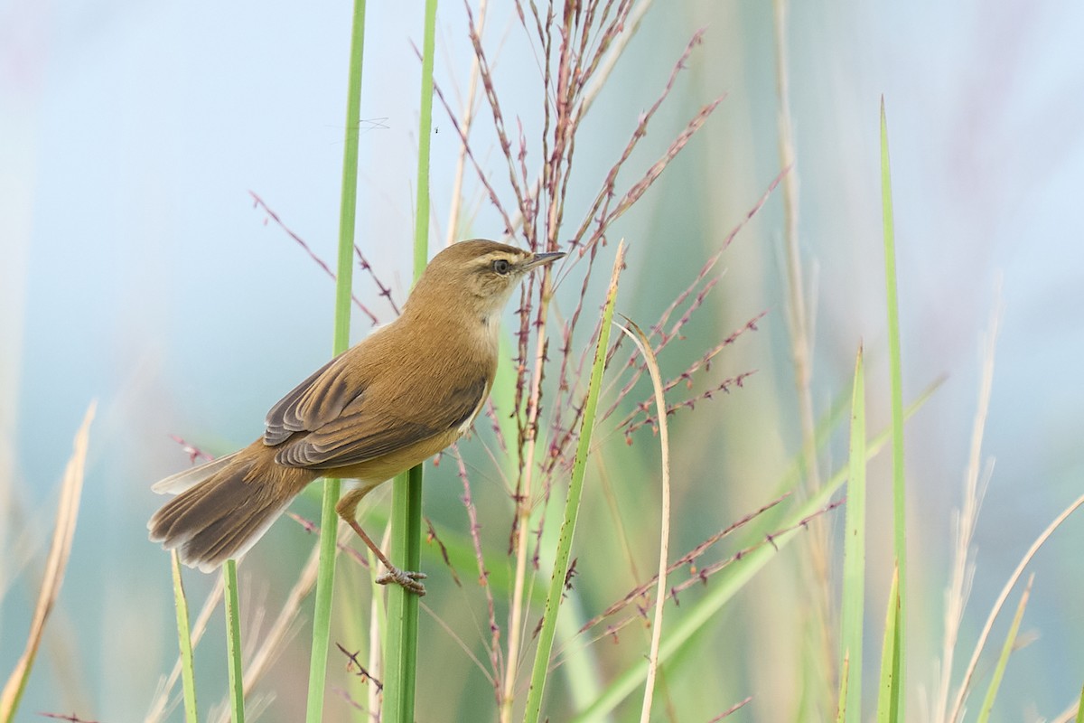 Paddyfield Warbler - ML626081466