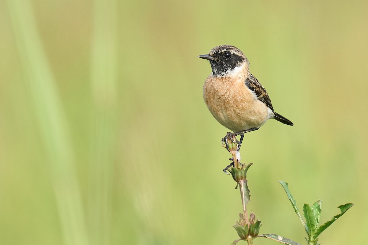 Siberian Stonechat - ML626081483