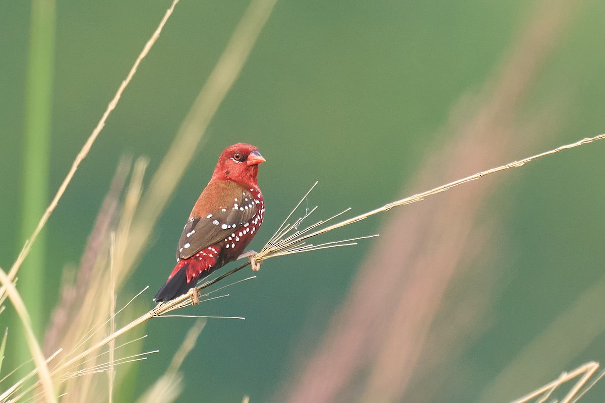 Red Avadavat - ML626081503