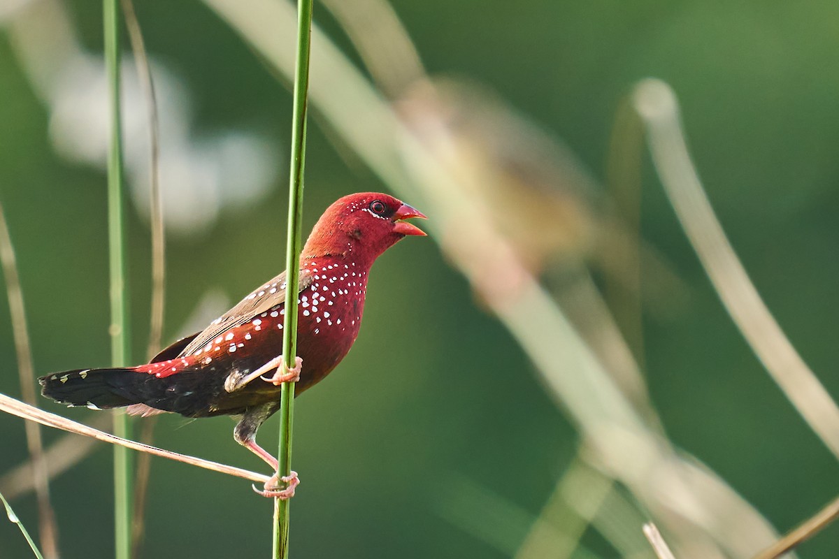 Red Avadavat - ML626081504