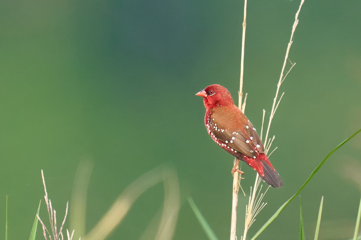 Red Avadavat - ML626081505