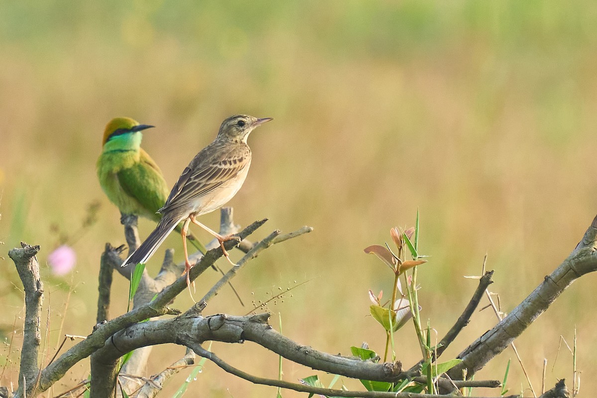 Paddyfield Pipit - ML626081518