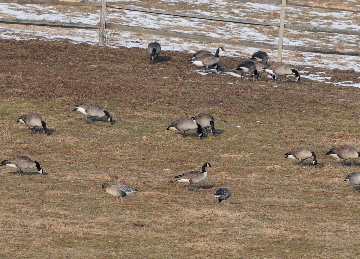 Pink-footed Goose - ML62608161