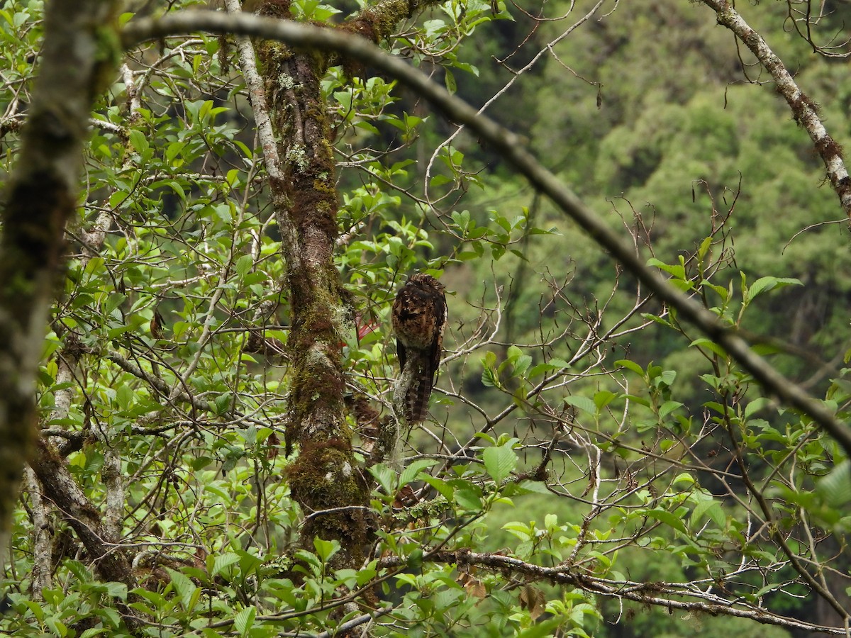 Andean Potoo - ML626081631