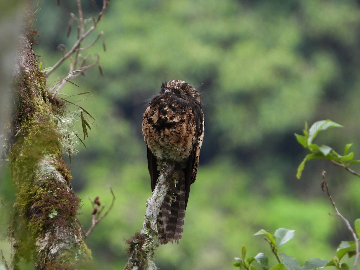 Andean Potoo - ML626081635