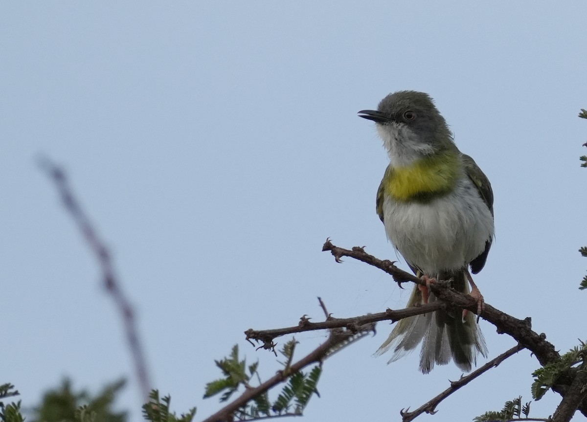 Apalis Pechigualdo - ML626081761