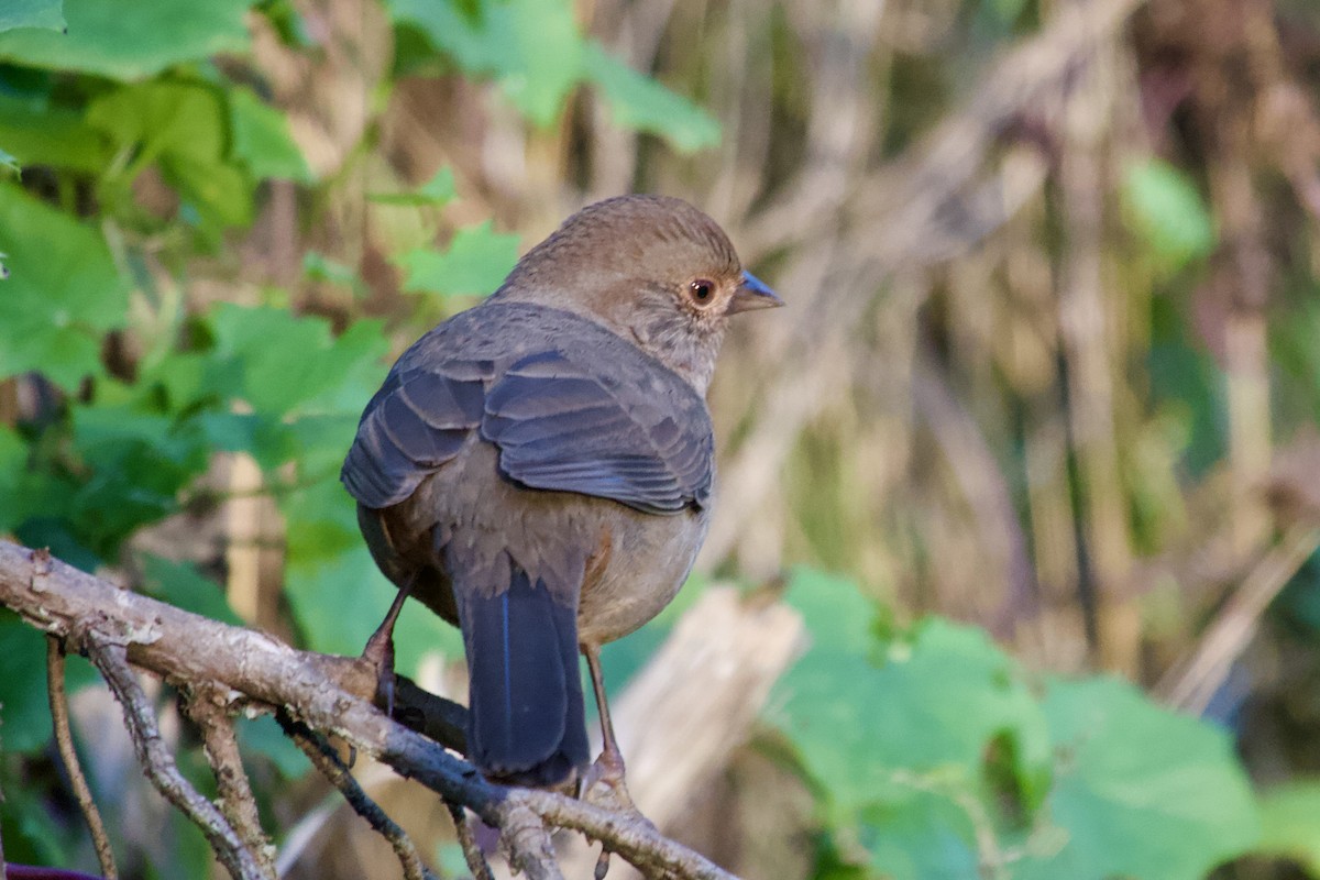 California Towhee - ML626081785