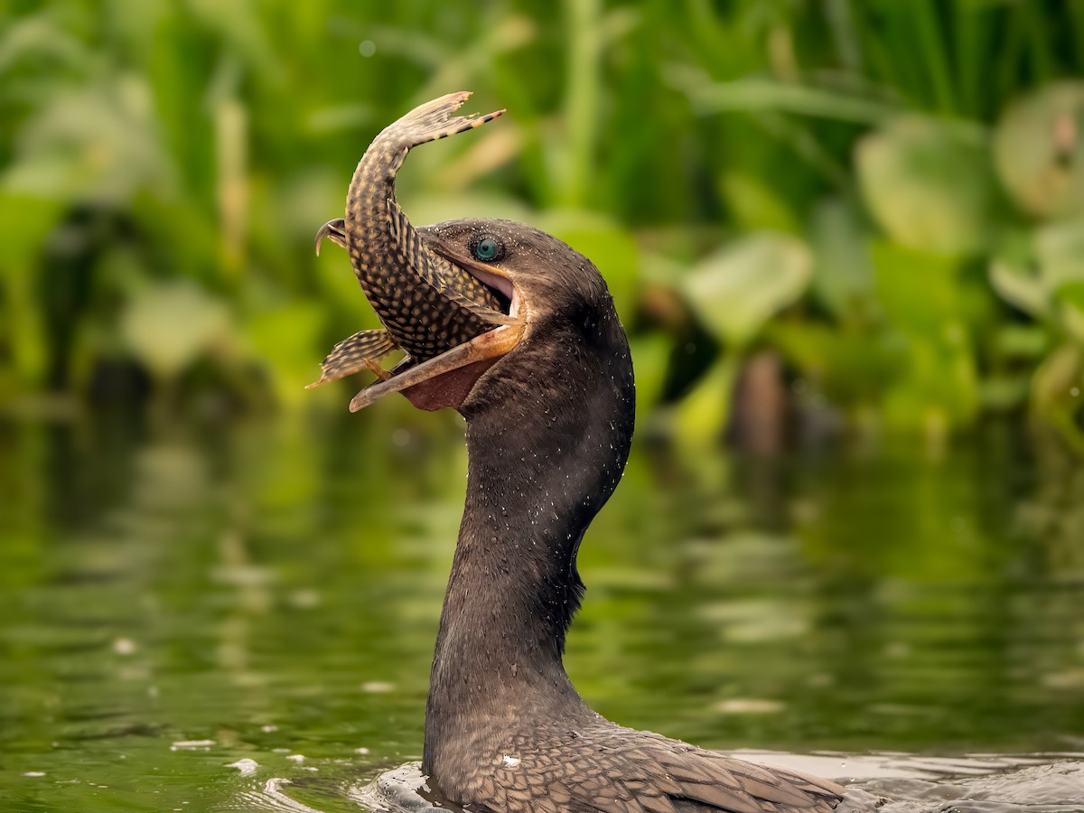 Neotropic Cormorant - ML626081903