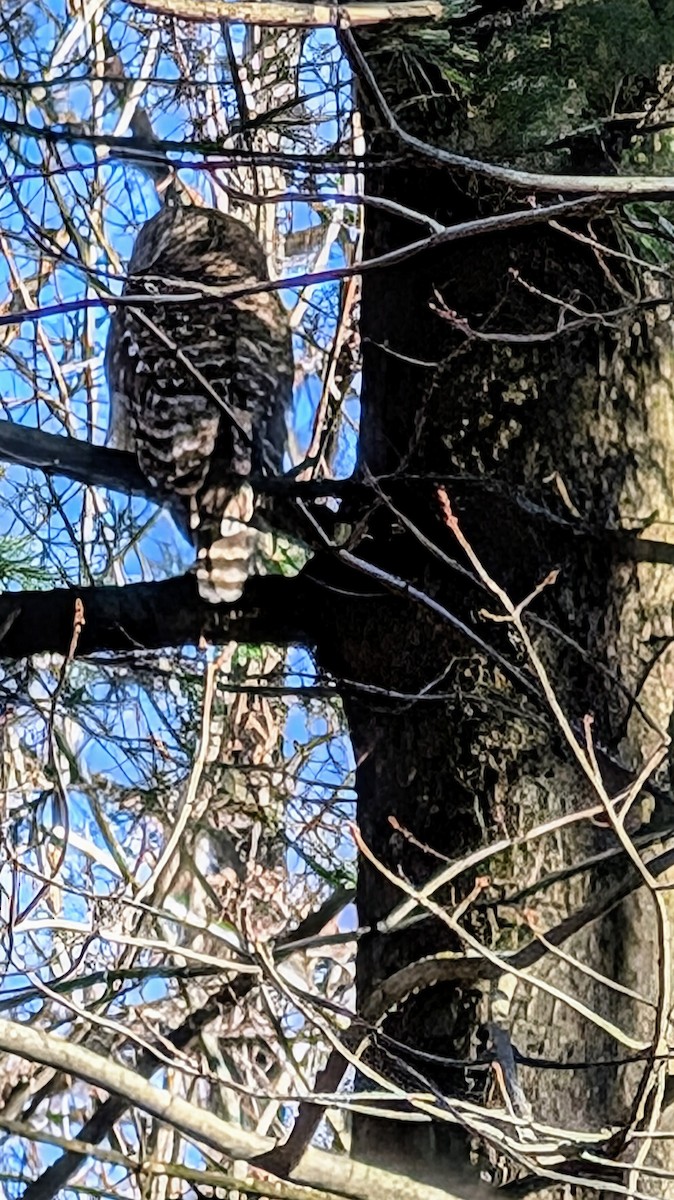 Barred Owl - ML626081962