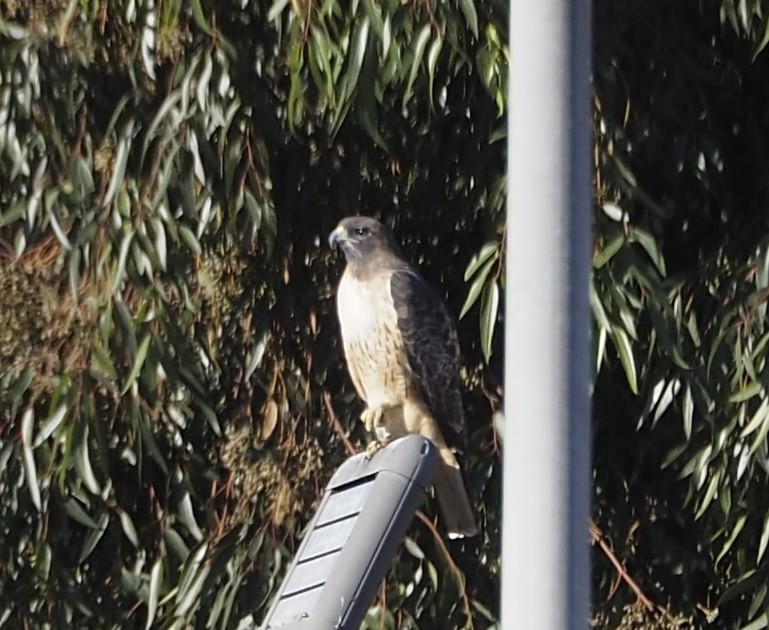 Red-tailed Hawk - ML626081973