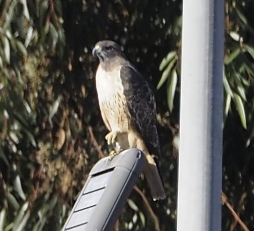 Red-tailed Hawk - ML626081974