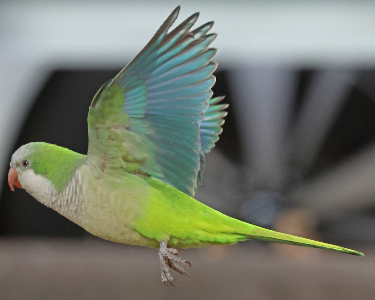 Monk Parakeet - ML626081981