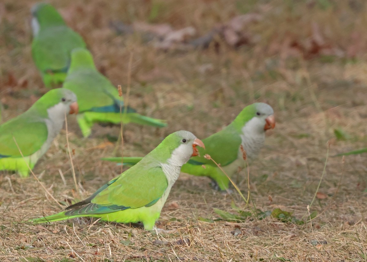 Monk Parakeet - ML626081982