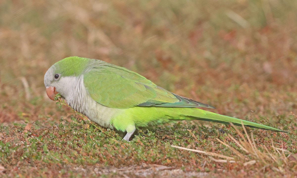 Monk Parakeet - ML626081983