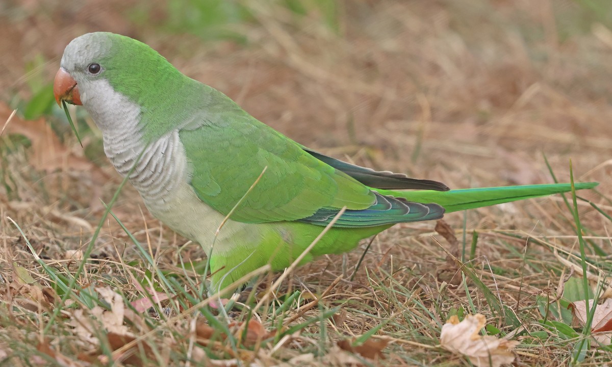 Monk Parakeet - ML626081984