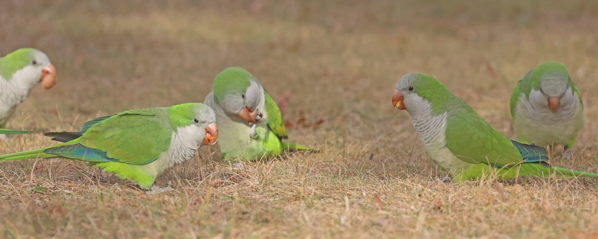 Monk Parakeet - ML626081990