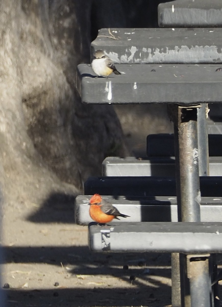 Vermilion Flycatcher - ML626081995