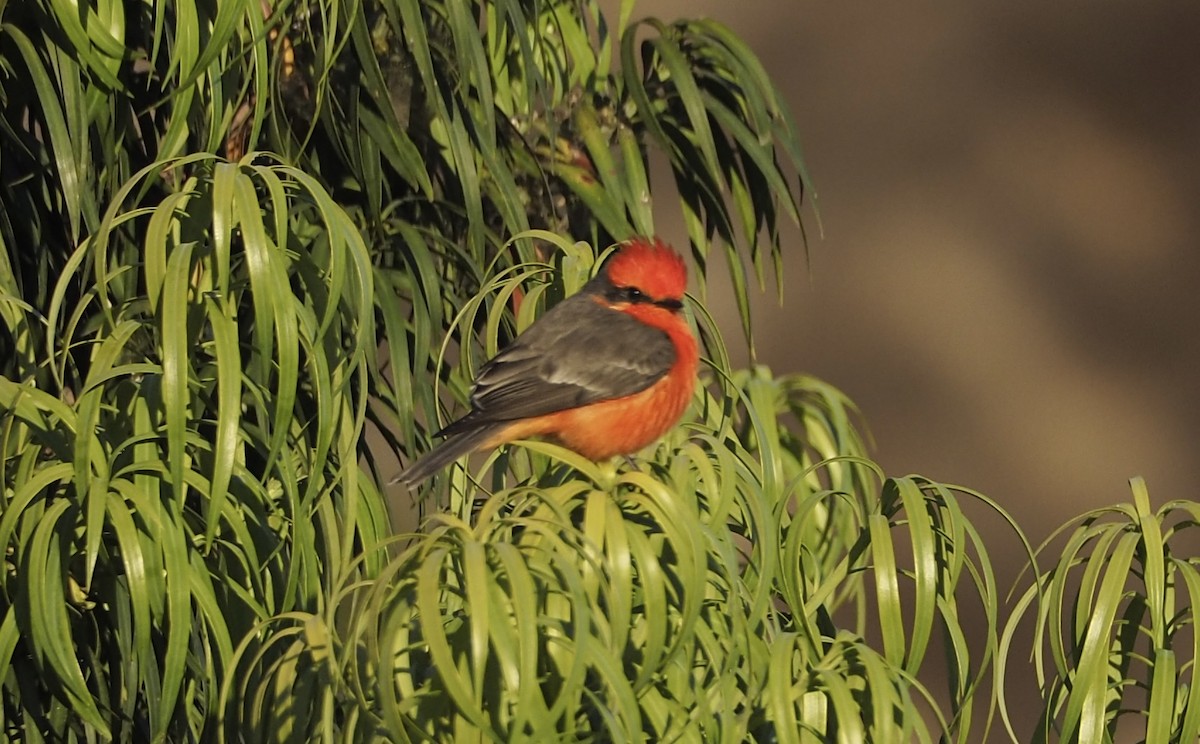 Vermilion Flycatcher - ML626081996