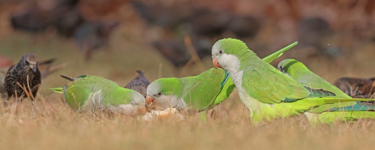 Monk Parakeet - ML626081997