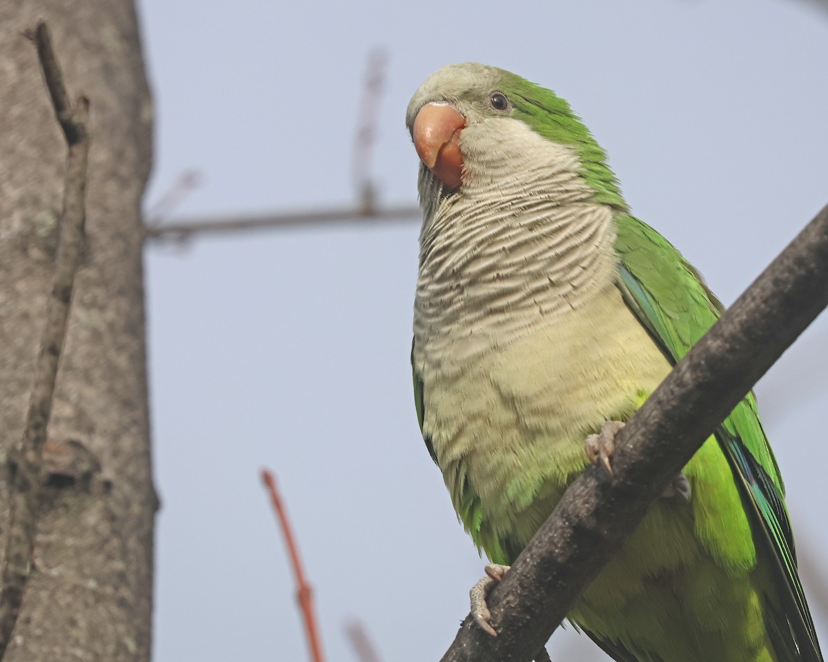 Monk Parakeet - ML626081998