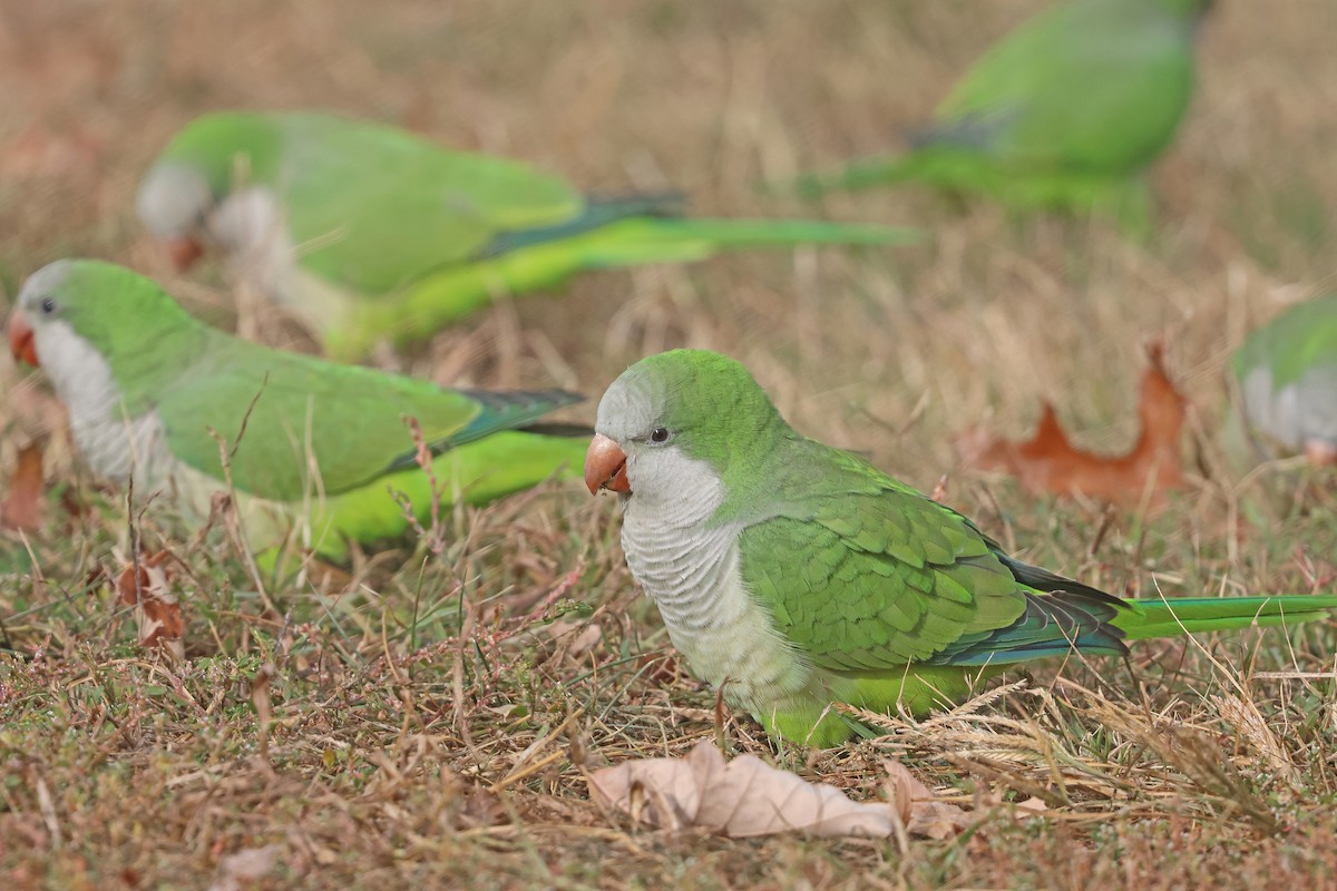 Monk Parakeet - ML626082000