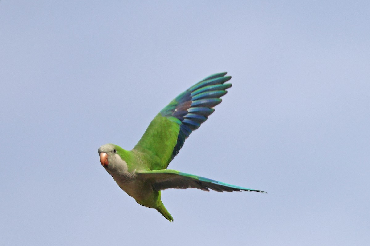 Monk Parakeet - ML626082002