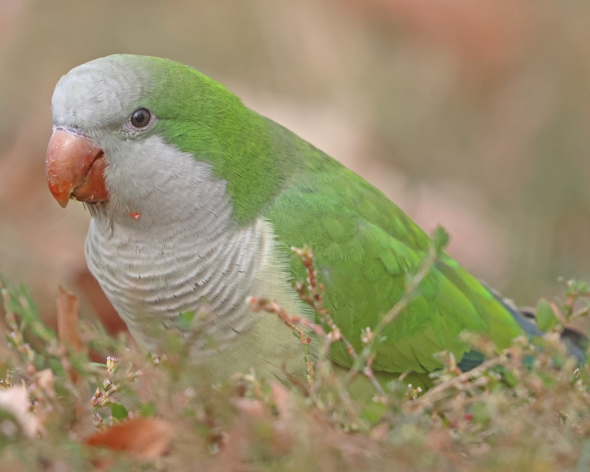 Monk Parakeet - ML626082012