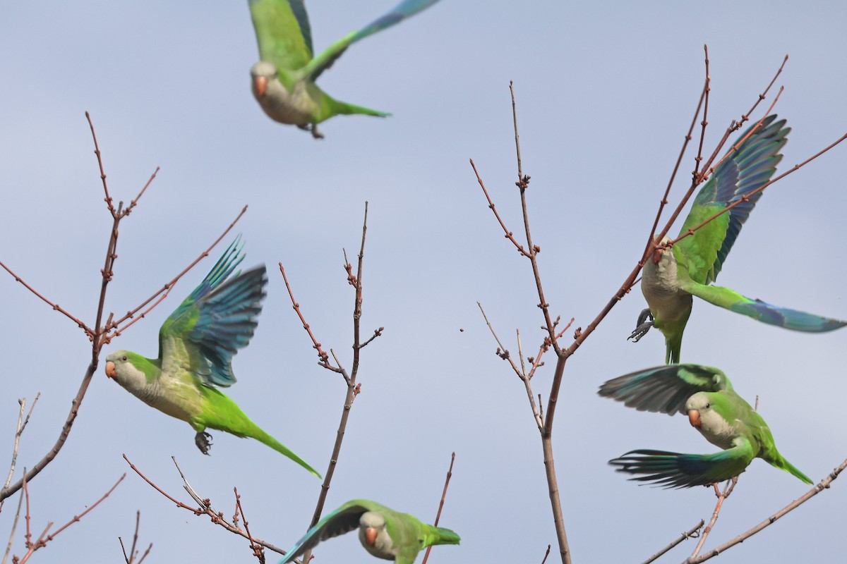 Monk Parakeet - ML626082013