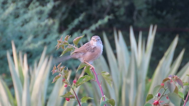 Common Babbler - ML626082015