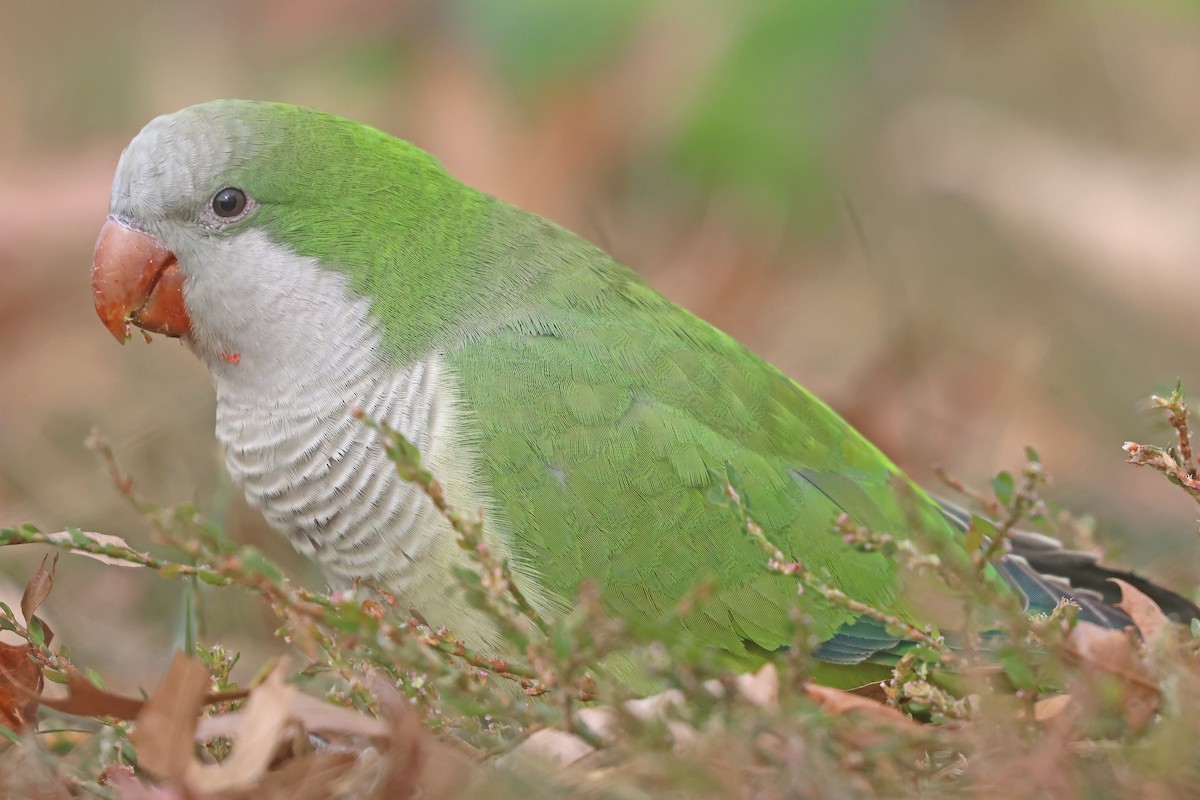 Monk Parakeet - ML626082016