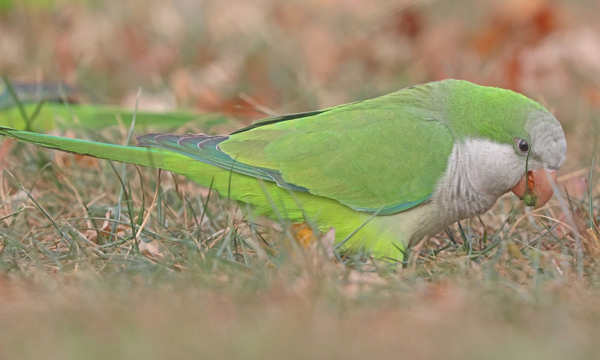Monk Parakeet - ML626082018