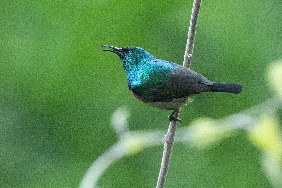 sunbird sp. - ML626082019