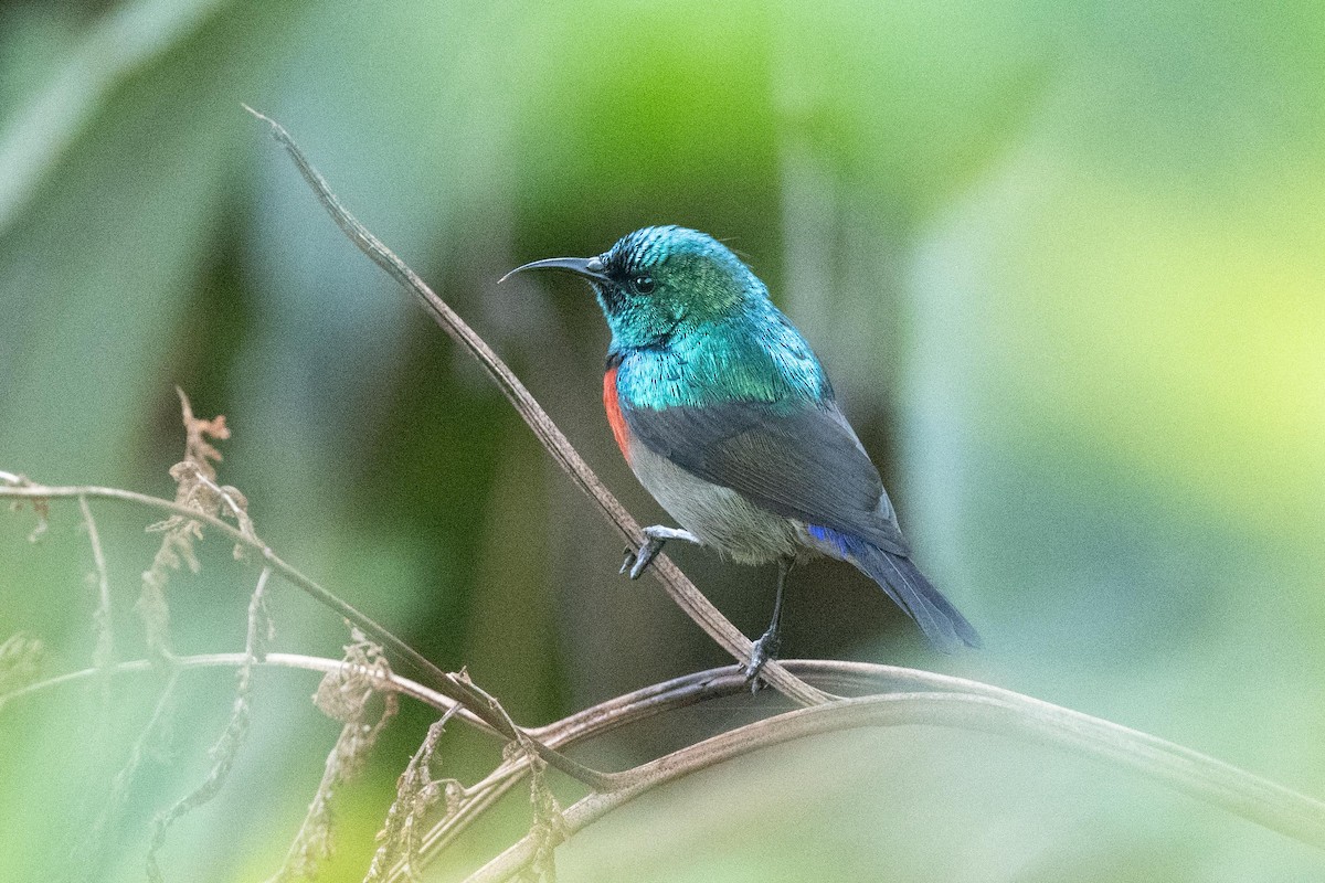 sunbird sp. - ML626082020