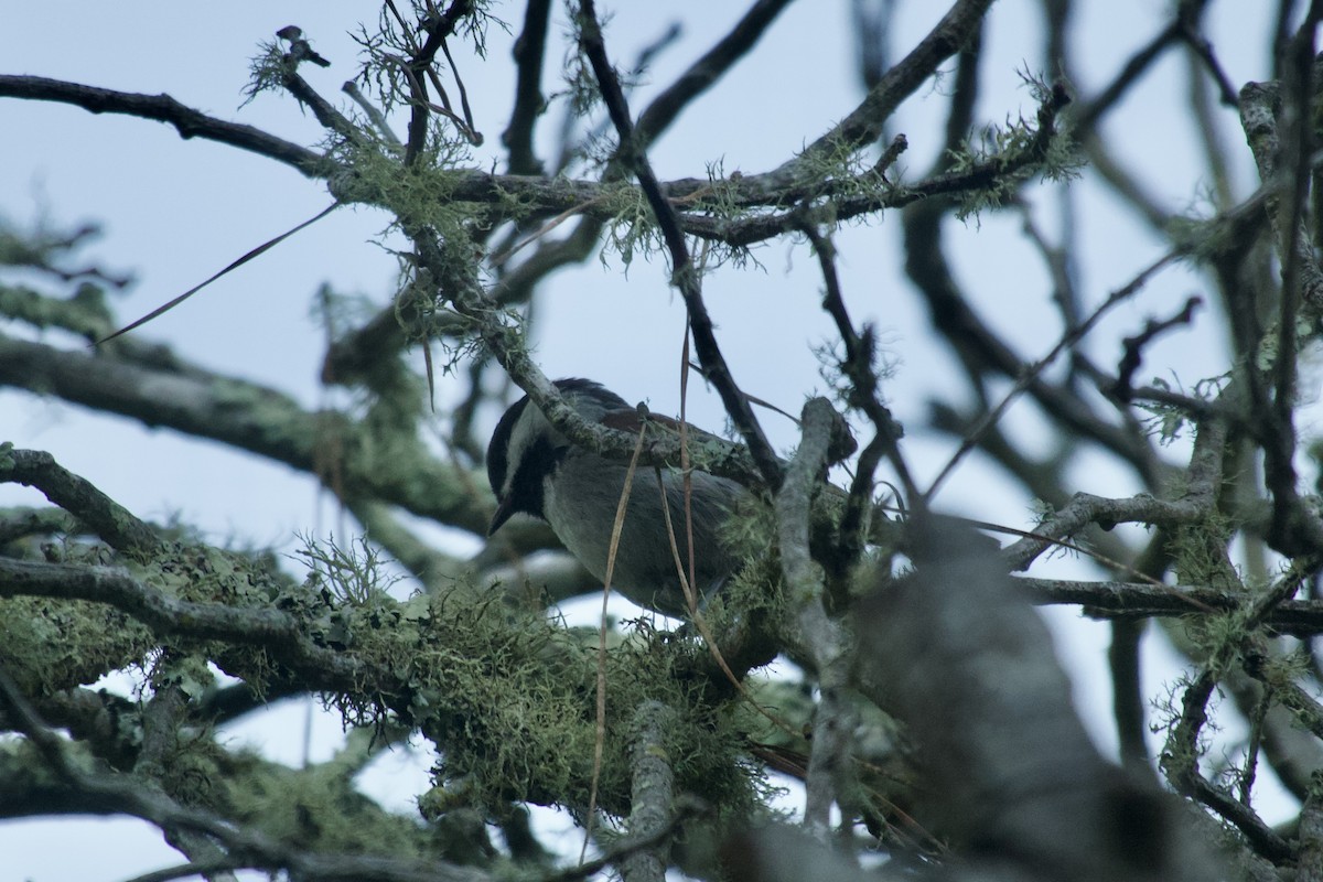 Chestnut-backed Chickadee - ML626082029