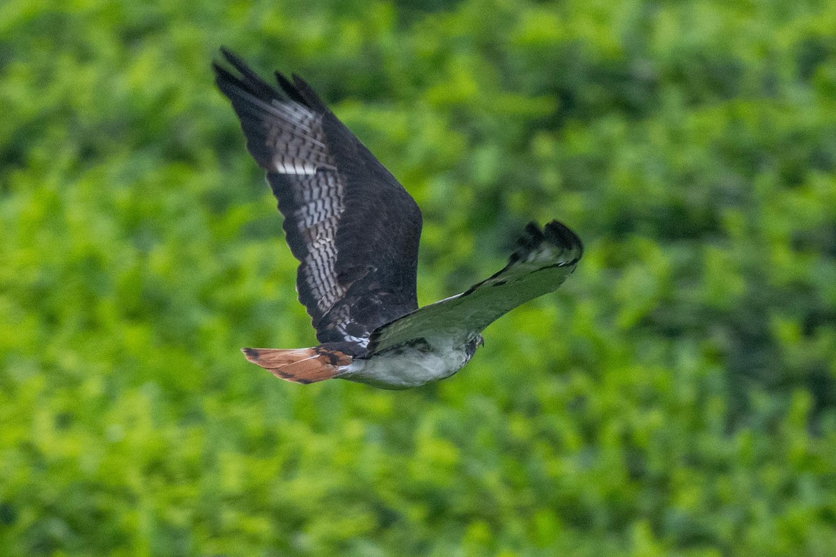 Augur Buzzard - ML626082040