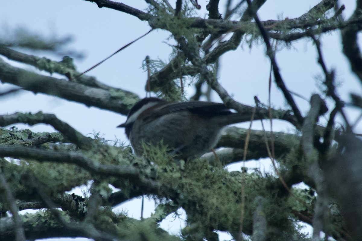 Chestnut-backed Chickadee - ML626082055