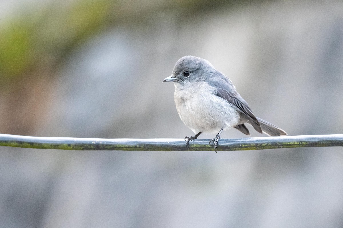 White-eyed Slaty-Flycatcher - ML626082058