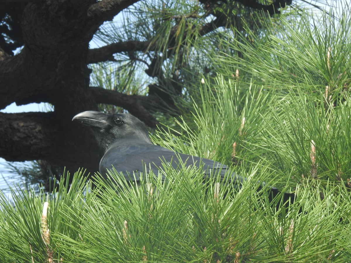 Large-billed Crow - ML626082101