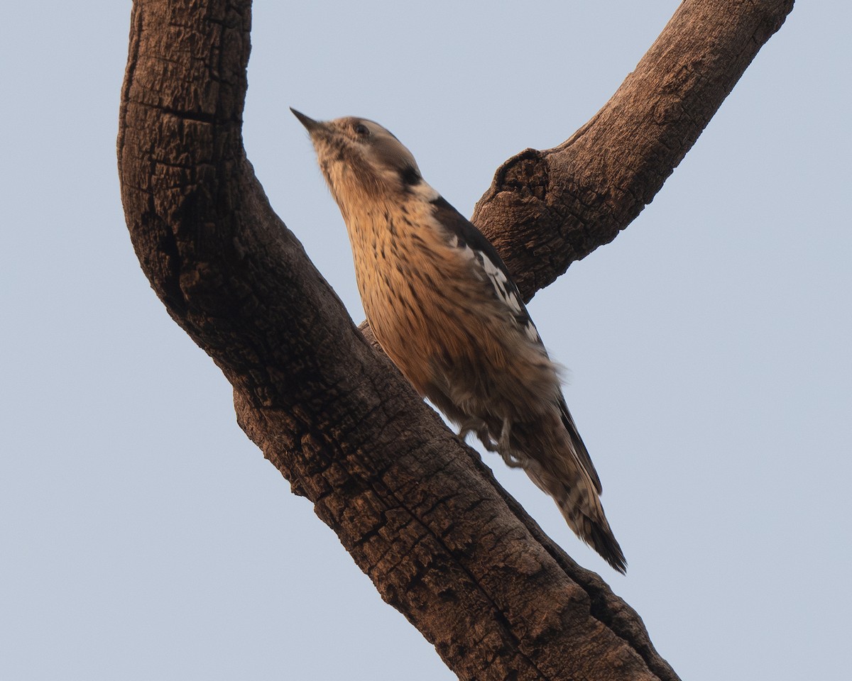 Gray-capped Pygmy Woodpecker - ML626082201