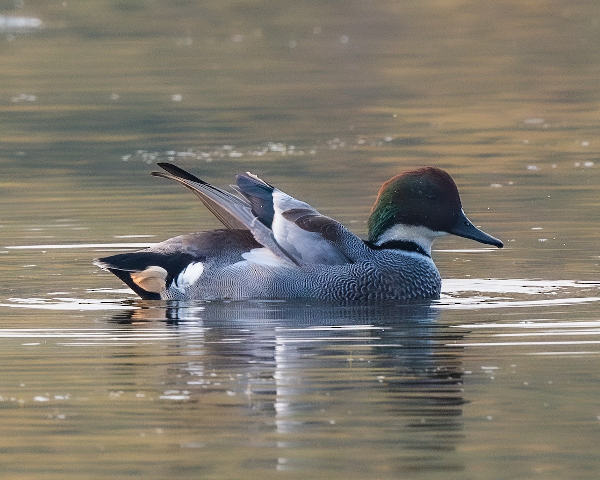 Falcated Duck - ML626082218