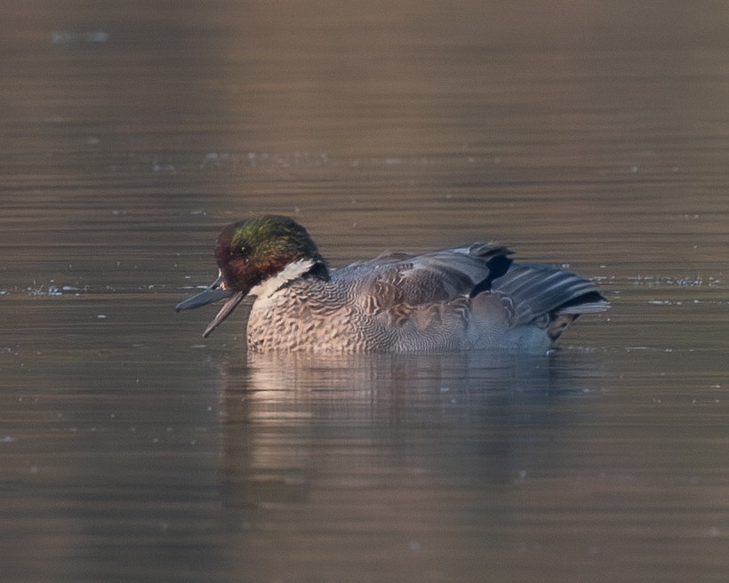 Falcated Duck - ML626082222