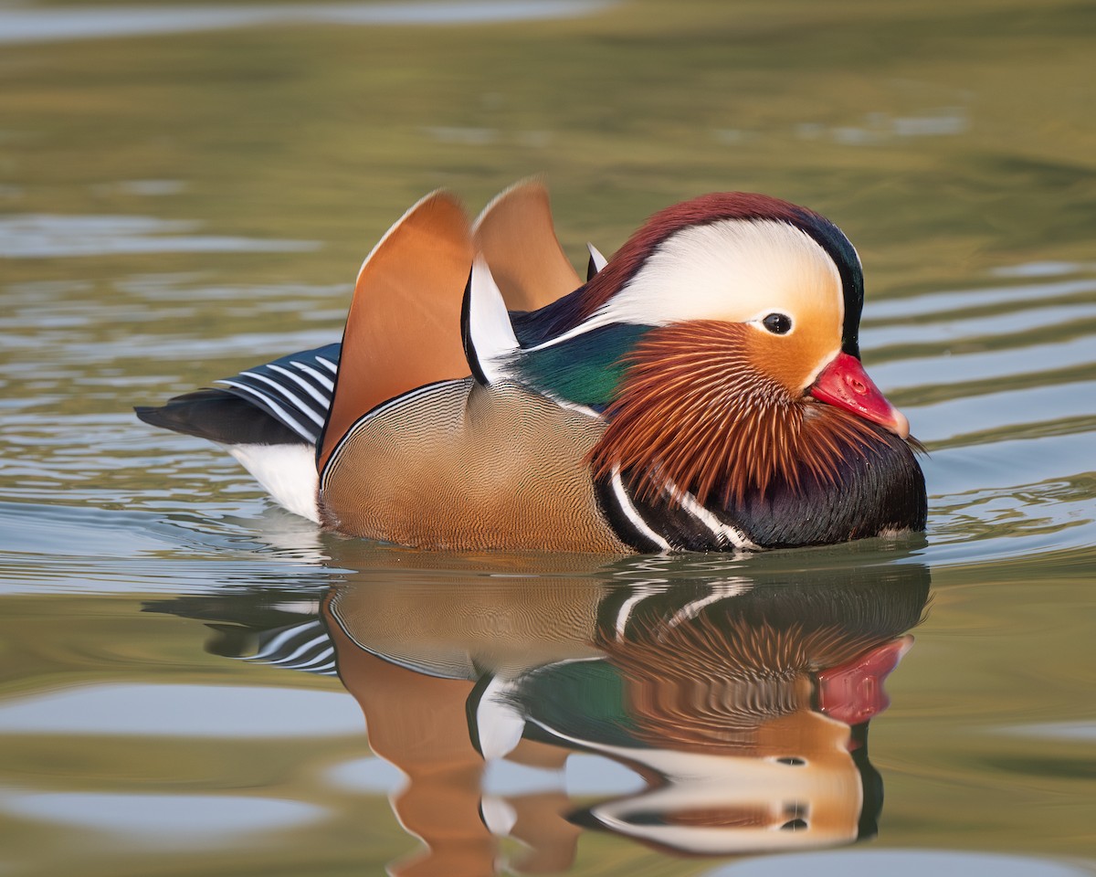 Mandarin Duck - ML626082252