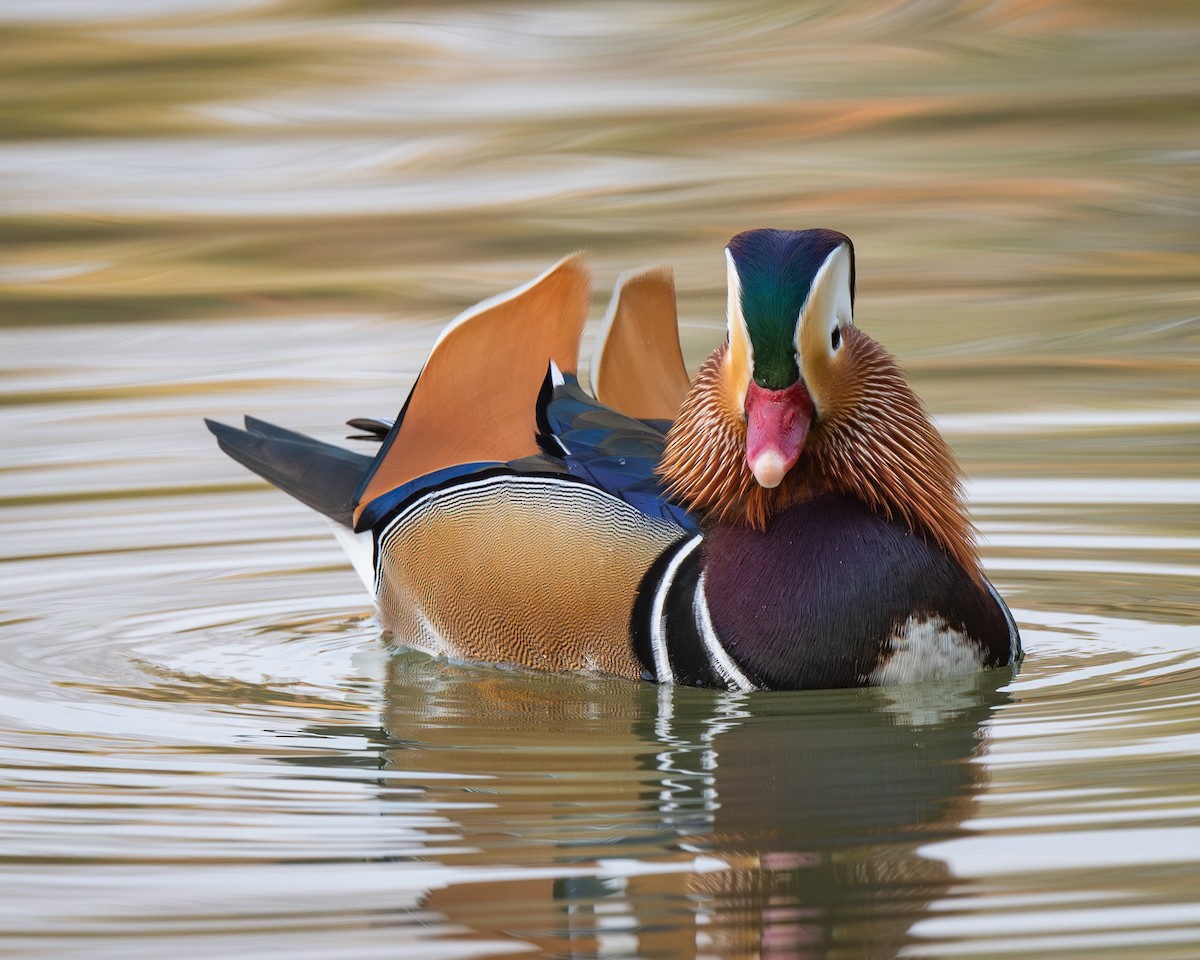 Mandarin Duck - ML626082262