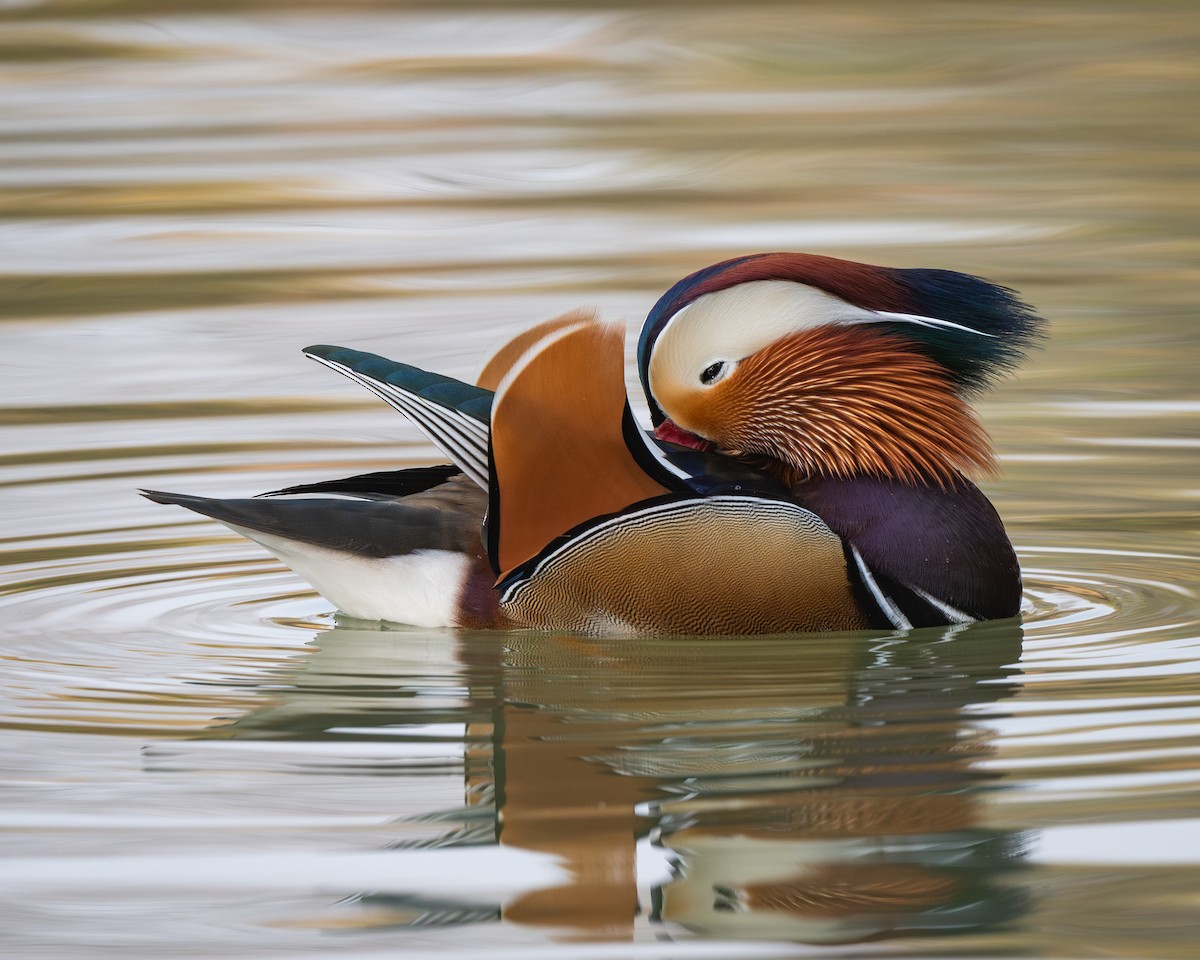 Mandarin Duck - ML626082263